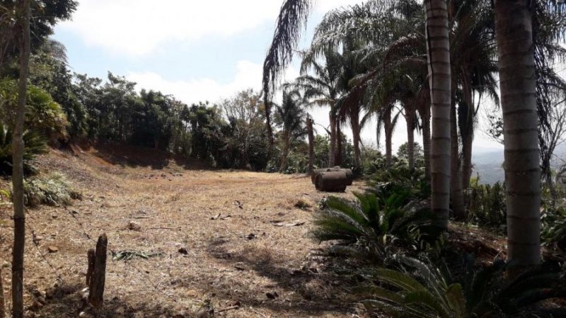 Foto Terreno en Venta en San Ramon, Costa Rica, , Centroamérica - U$D 50.000 - TEV3131 - BienesOnLine